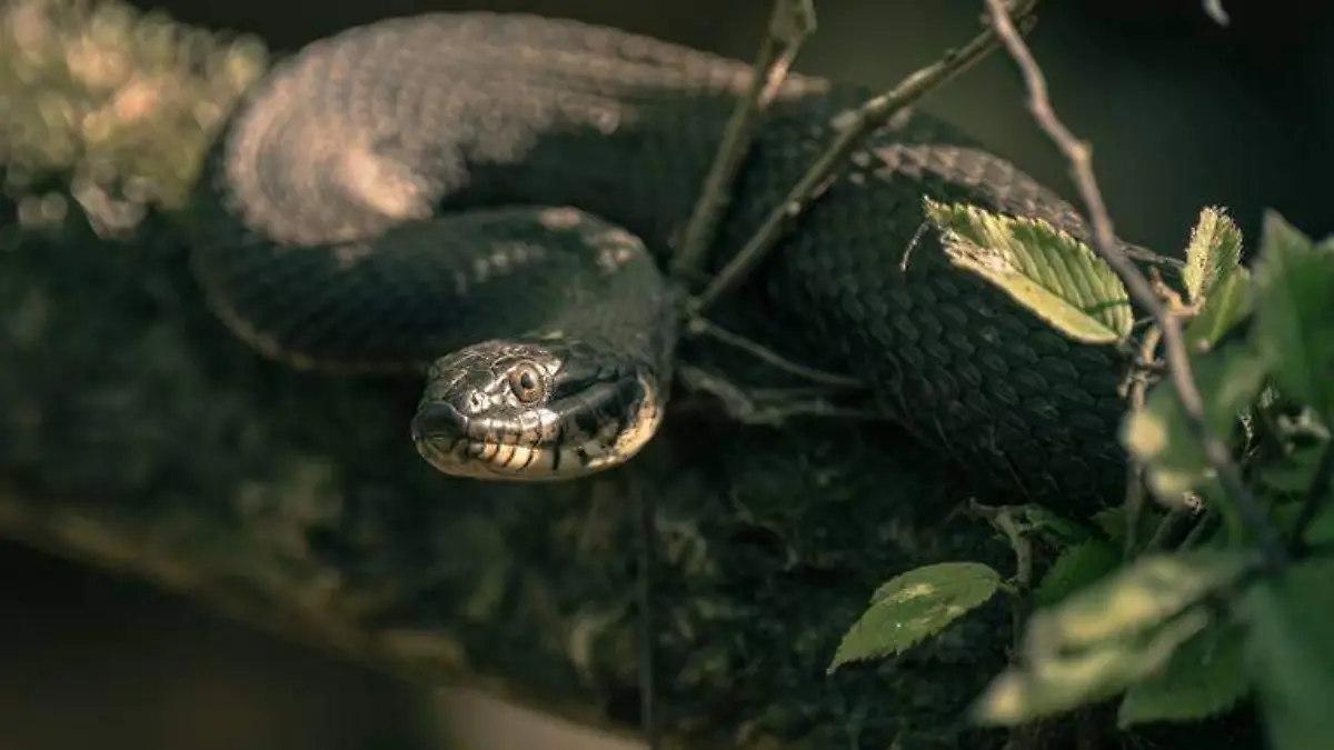 Existe diferencias entre una culebra y una serpiente